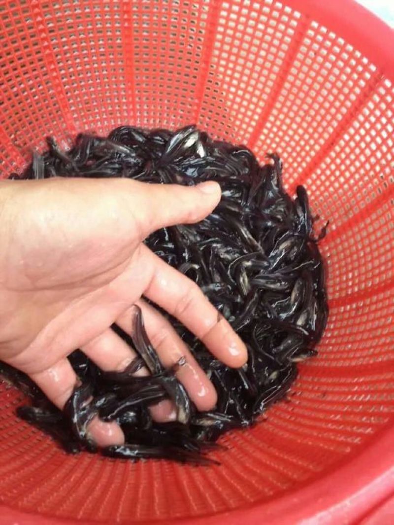 南方杂交大口鲶鱼苗。规格寸苗。