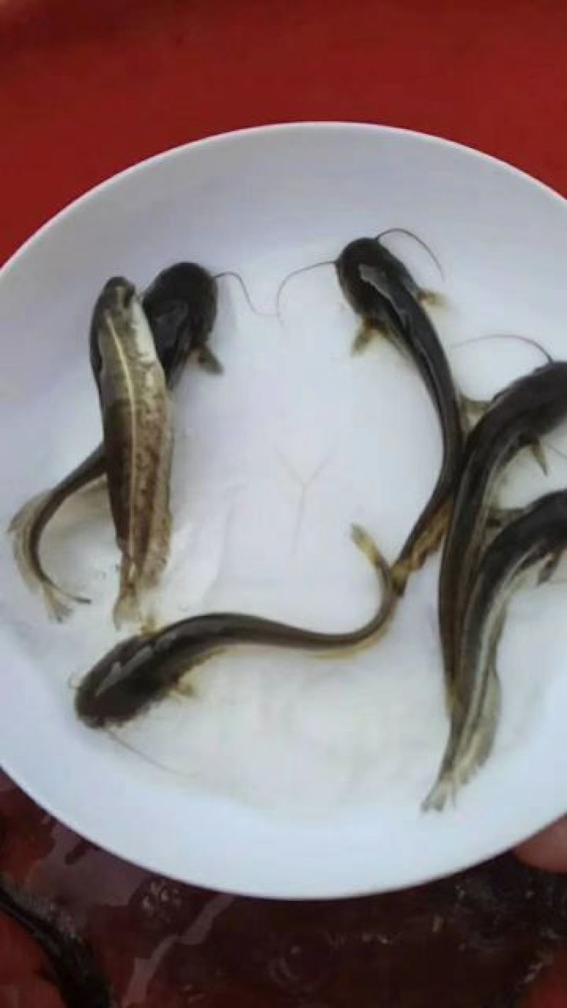 南方杂交大口鲶鱼苗。规格寸苗。
