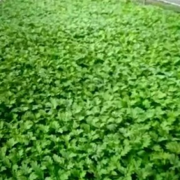 观赏秋大菊。泥炭土穴盘扦插苗，荷兰菊苗