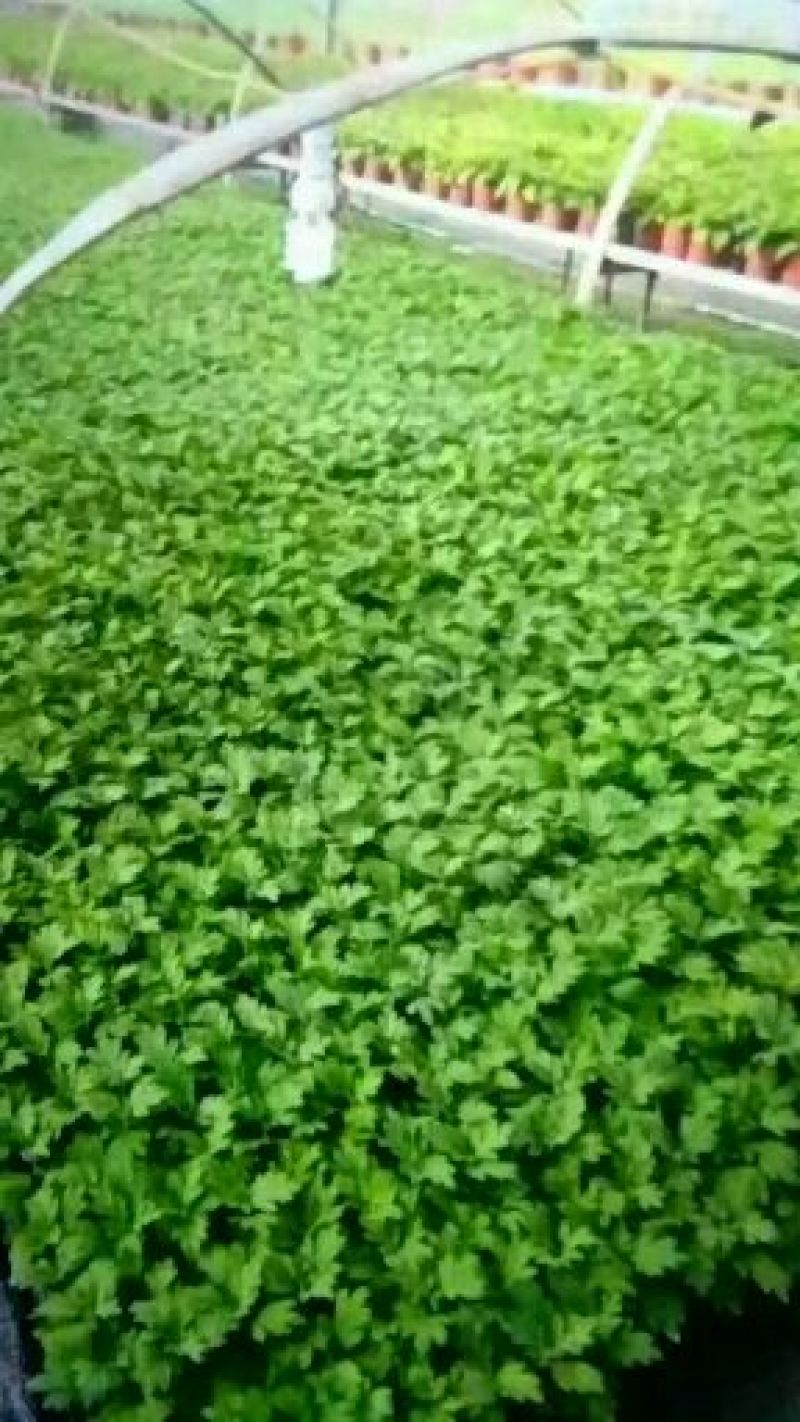 观赏秋大菊。泥炭土穴盘扦插苗，荷兰菊苗