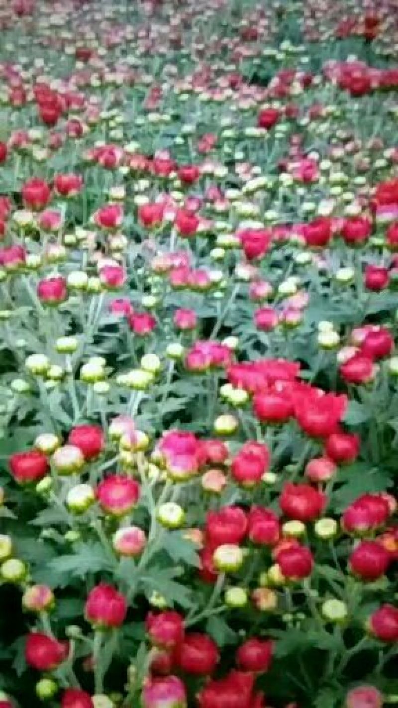 观赏秋大菊。泥炭土穴盘扦插苗，荷兰菊苗