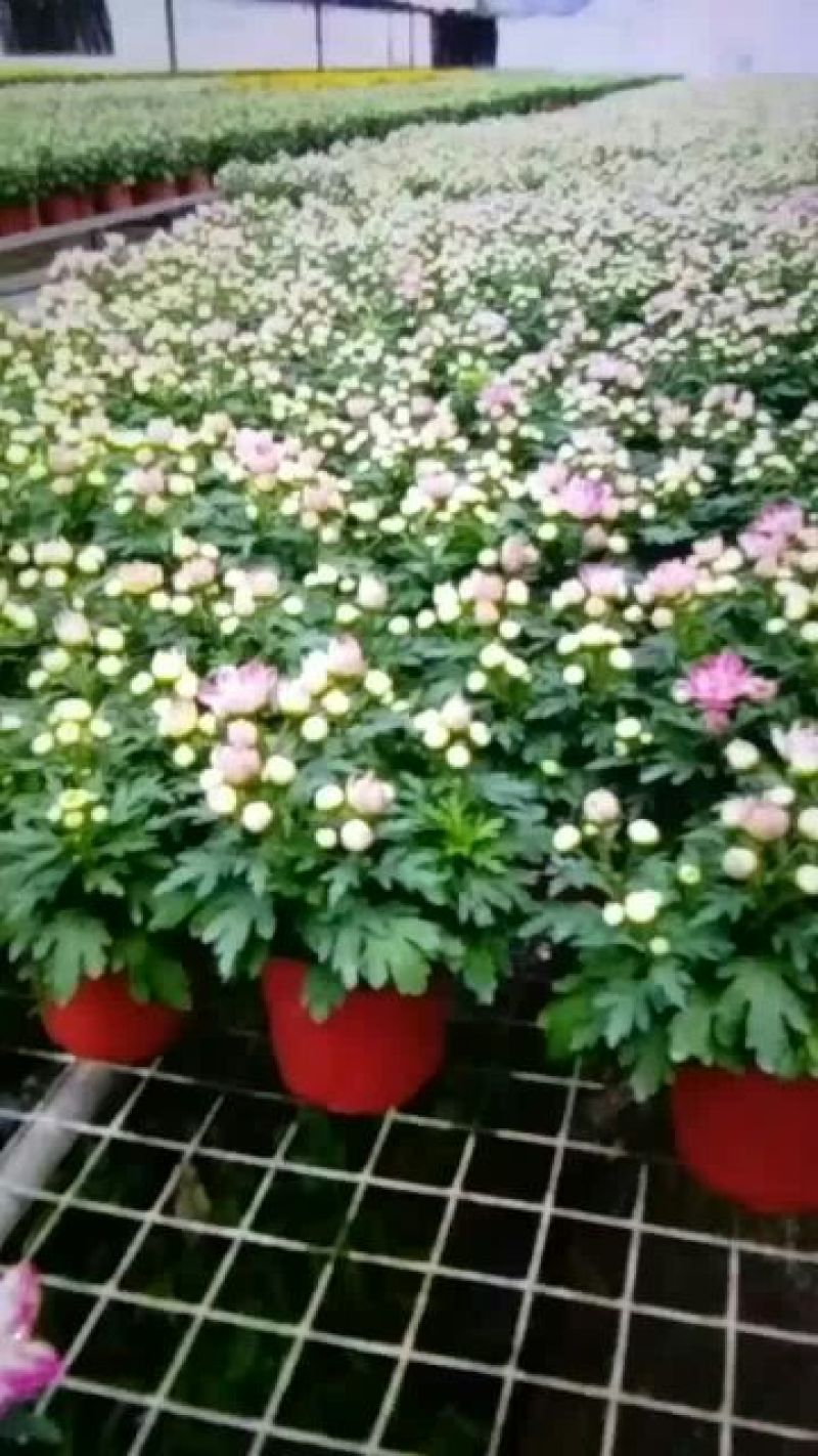 观赏秋大菊。泥炭土穴盘扦插苗，荷兰菊苗