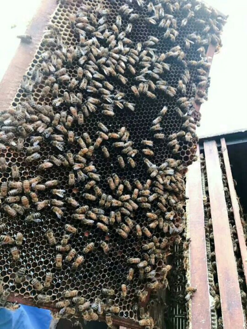 茘枝蜜两斤装