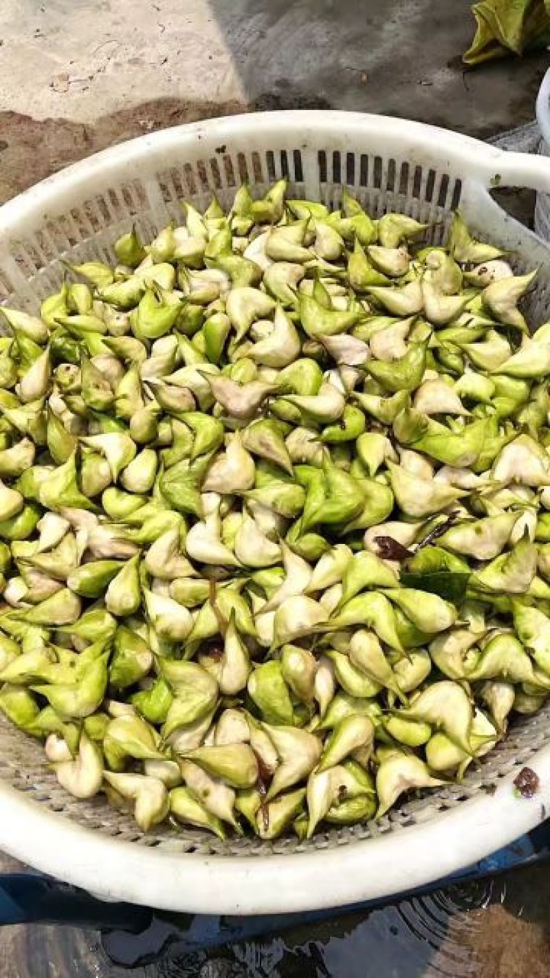 菱角老菱角2角青菱角
