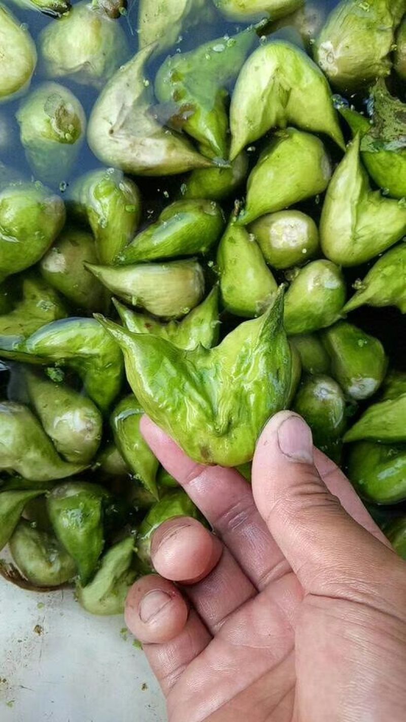 菱角老菱角2角青菱角