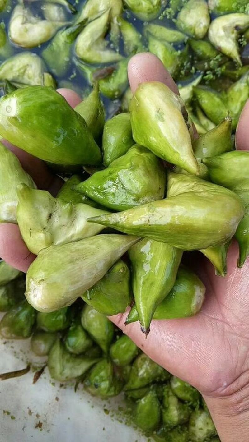 菱角老菱角2角青菱角