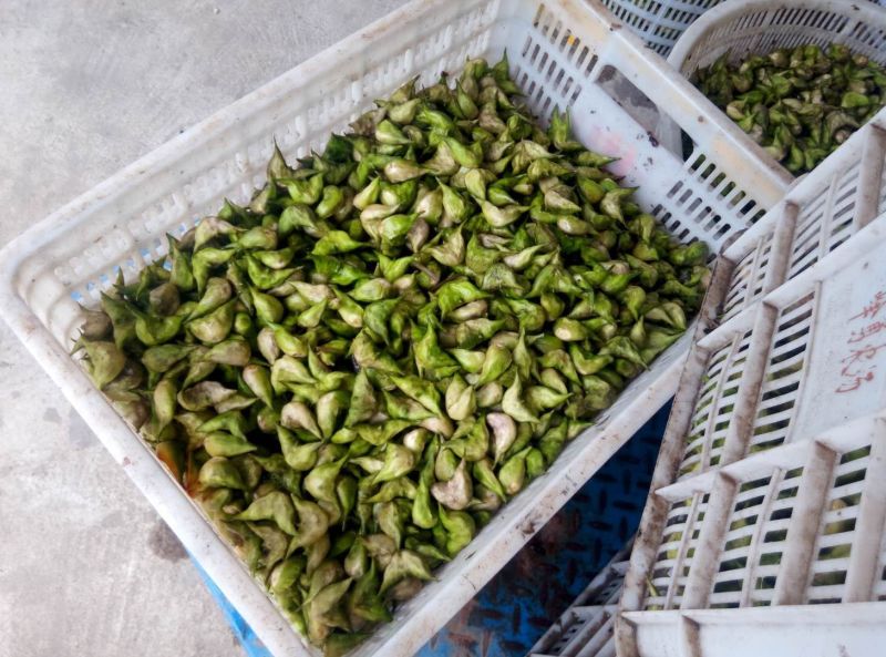 菱角老菱角2角青菱角