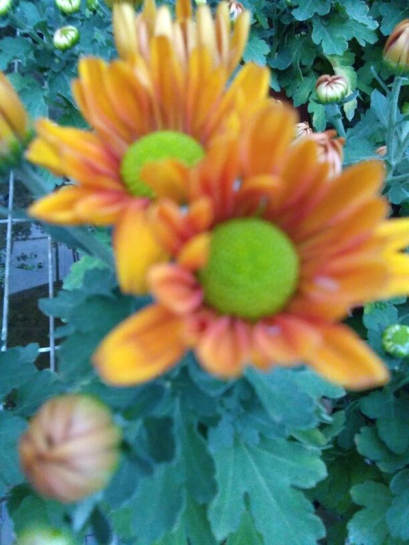 菊花