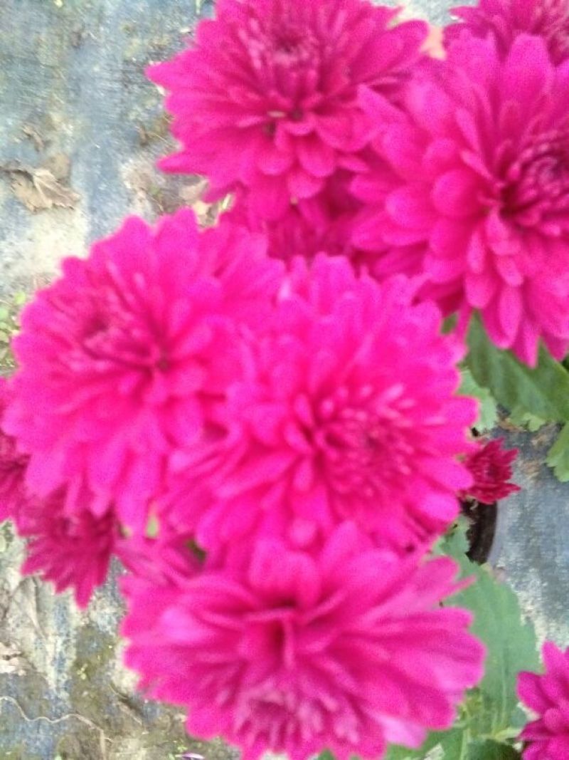 菊花