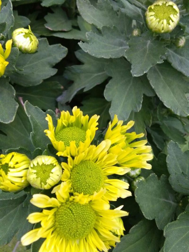 菊花