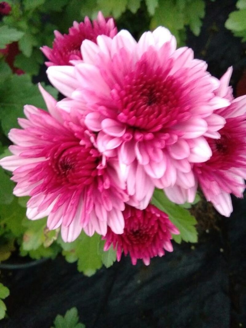 菊花