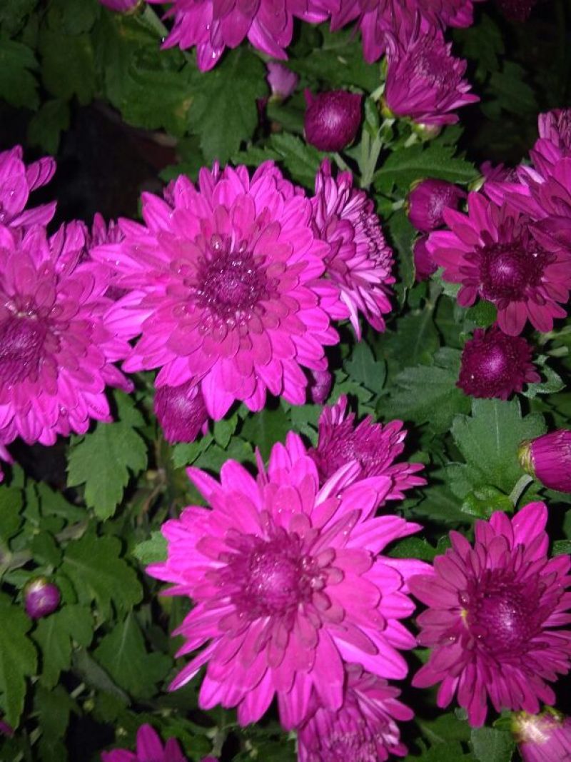 菊花