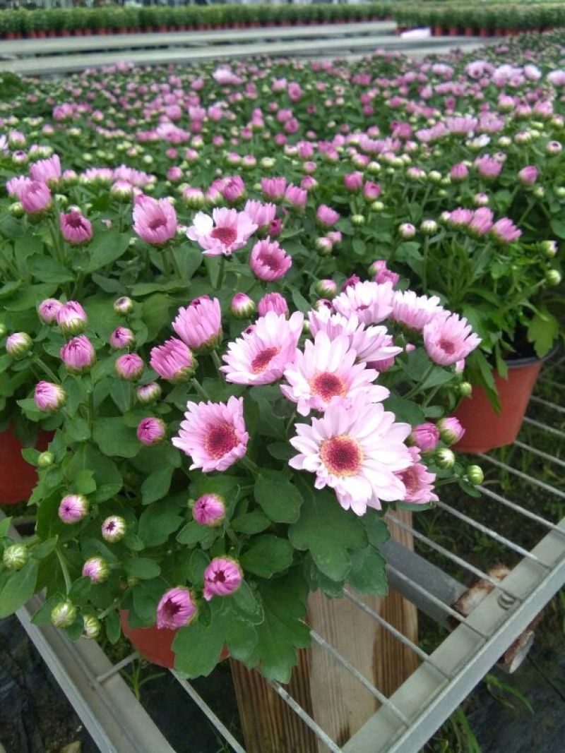 菊花