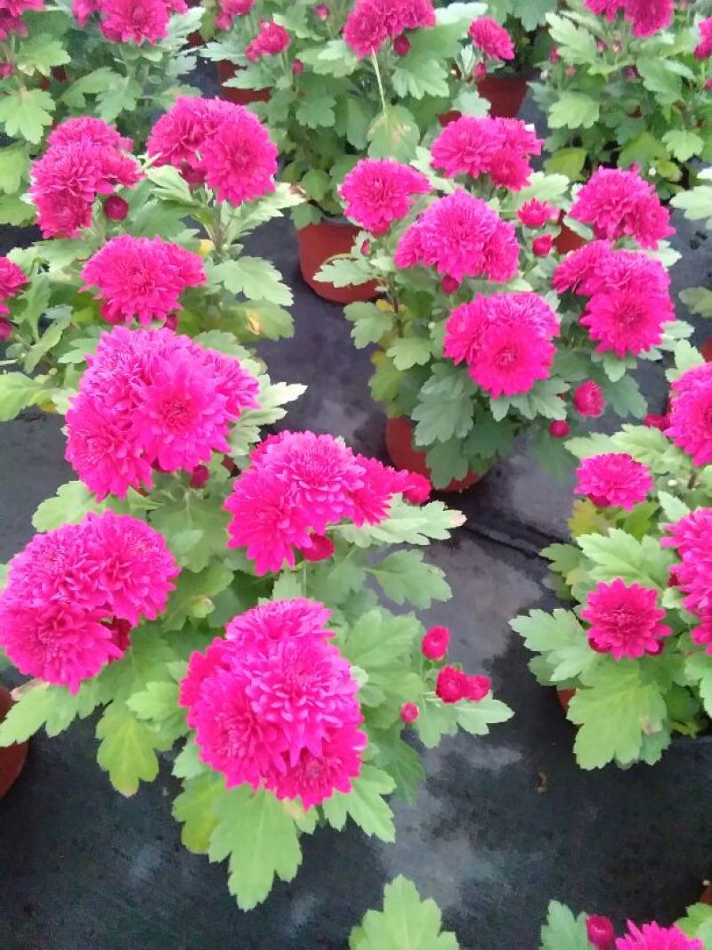 菊花