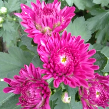 菊花
