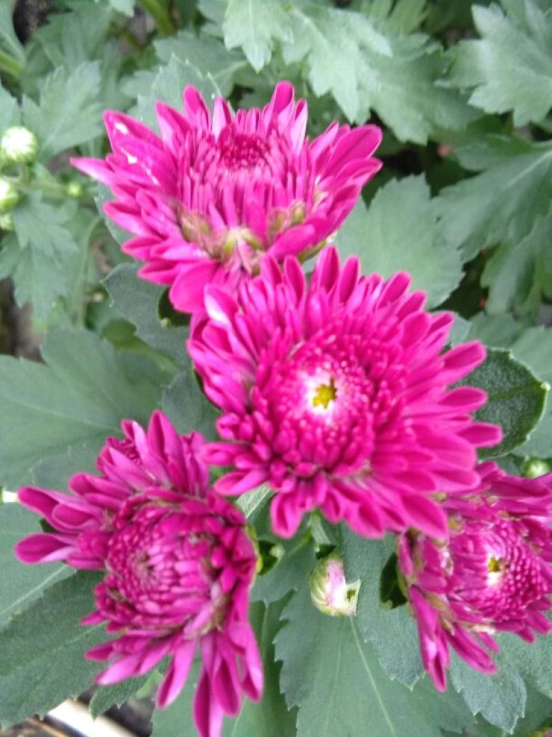 菊花