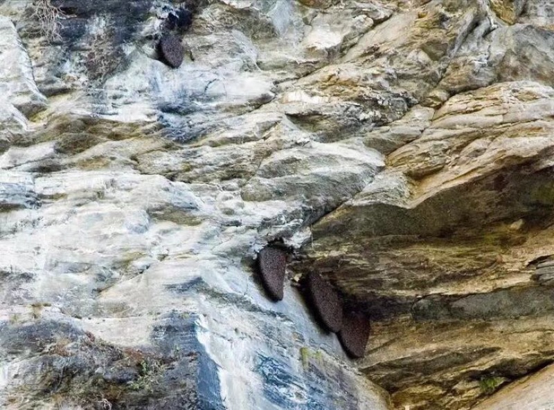 野生蜂蜜大挂蜜岩蜜小挂蜜土蜂蜜黑晶蜜土酸蜂蜜
