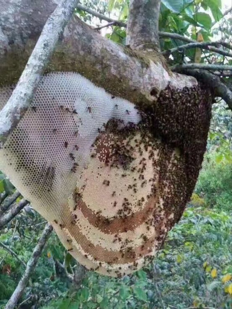 野生蜂蜜大挂蜜岩蜜小挂蜜土蜂蜜黑晶蜜土酸蜂蜜