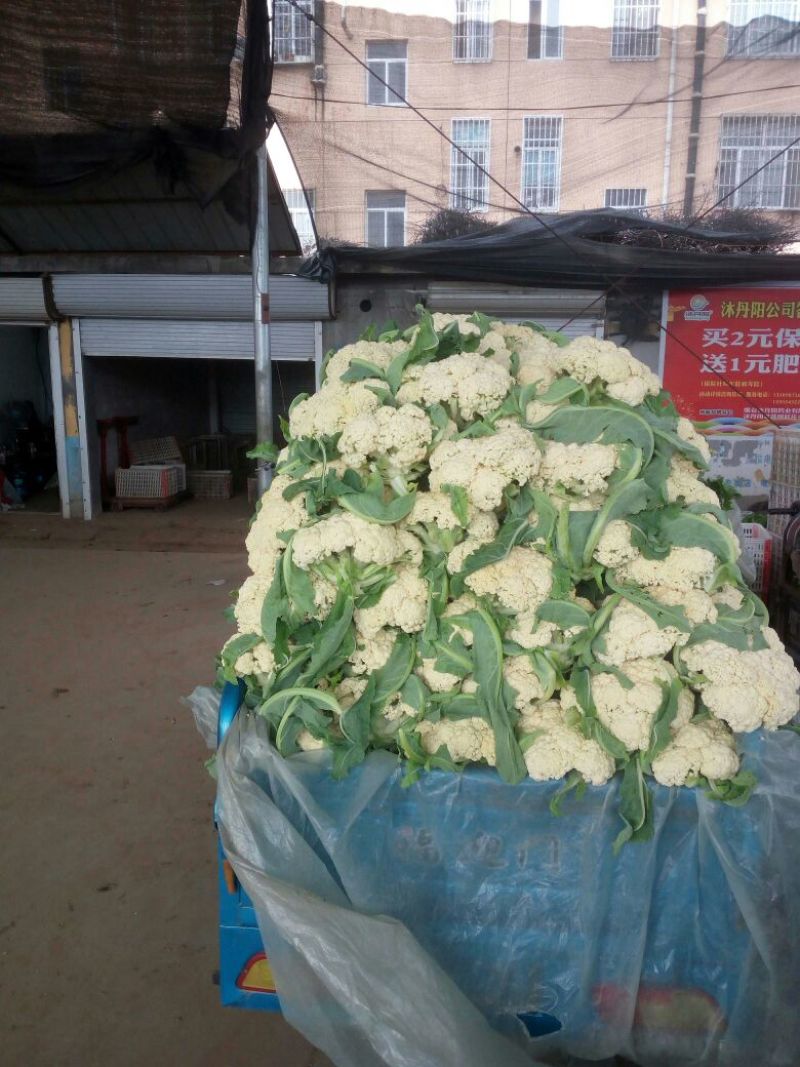白面青梗松花菜2~3斤散花乳白
