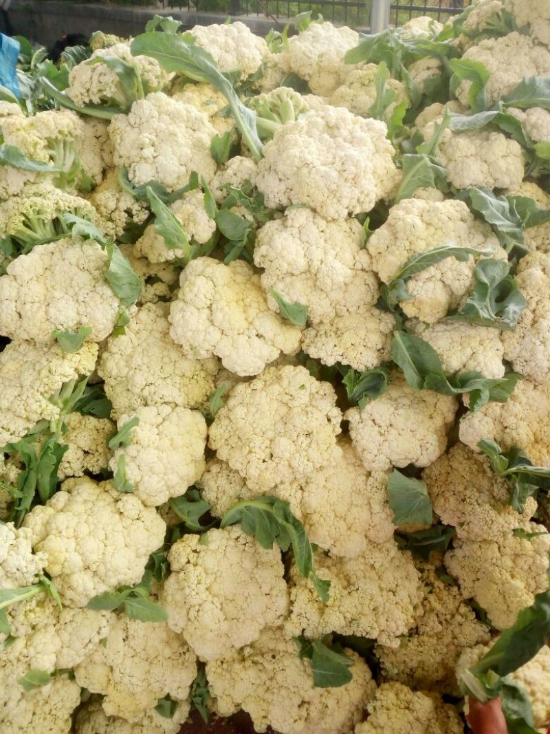 白面青梗松花菜2~3斤散花乳白