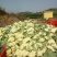 白面青梗松花菜2~3斤散花乳白