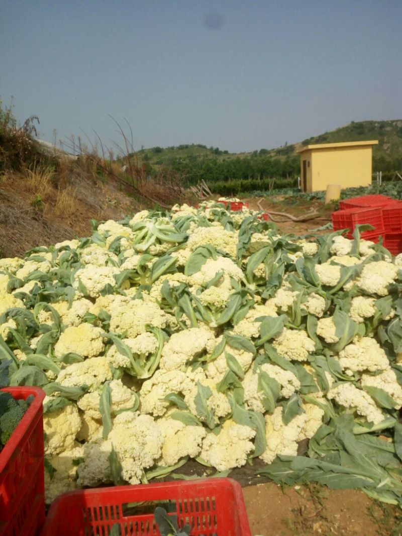 白面青梗松花菜2~3斤散花乳白
