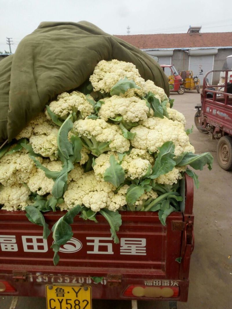 白面青梗松花菜2~3斤散花乳白