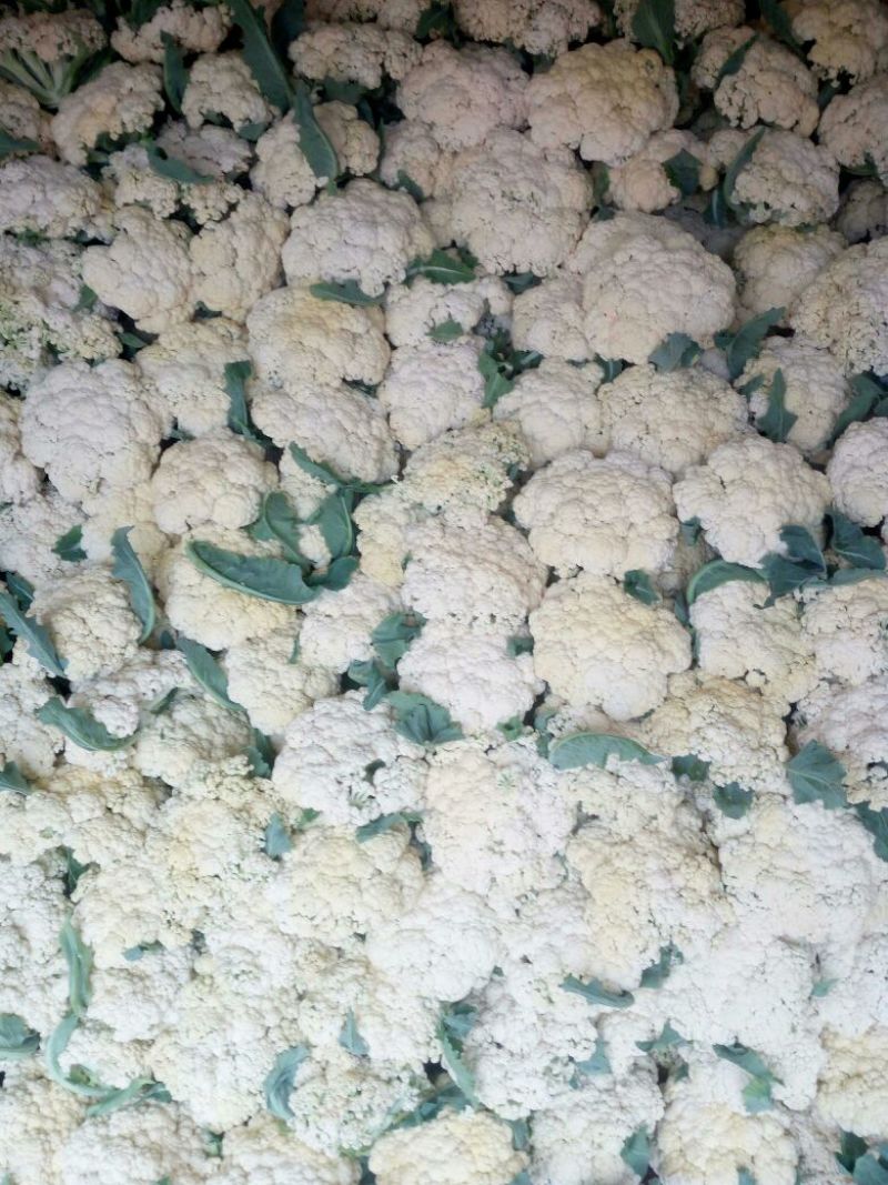 白面青梗松花菜2~3斤散花乳白