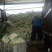 白面青梗松花菜2~3斤散花乳白
