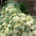 白面青梗松花菜2~3斤散花乳白