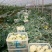 白面青梗松花菜2~3斤散花乳白