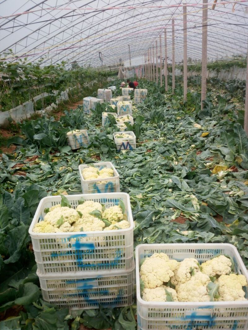 白面青梗松花菜2~3斤散花乳白