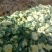 白面青梗松花菜2~3斤散花乳白