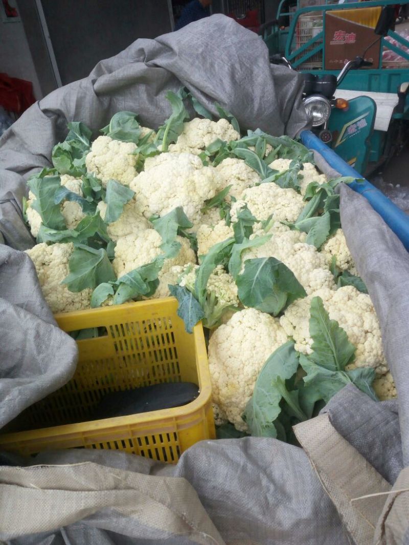 白面青梗松花菜2~3斤散花乳白