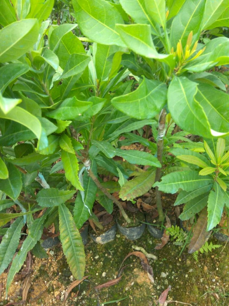 杨梅苗30~50cm