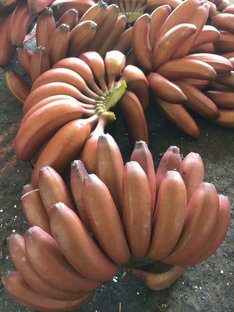 土楼红皮美人蕉