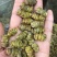 铁皮石斛枫斗