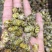 铁皮石斛枫斗
