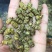 铁皮石斛枫斗