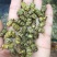 铁皮石斛枫斗