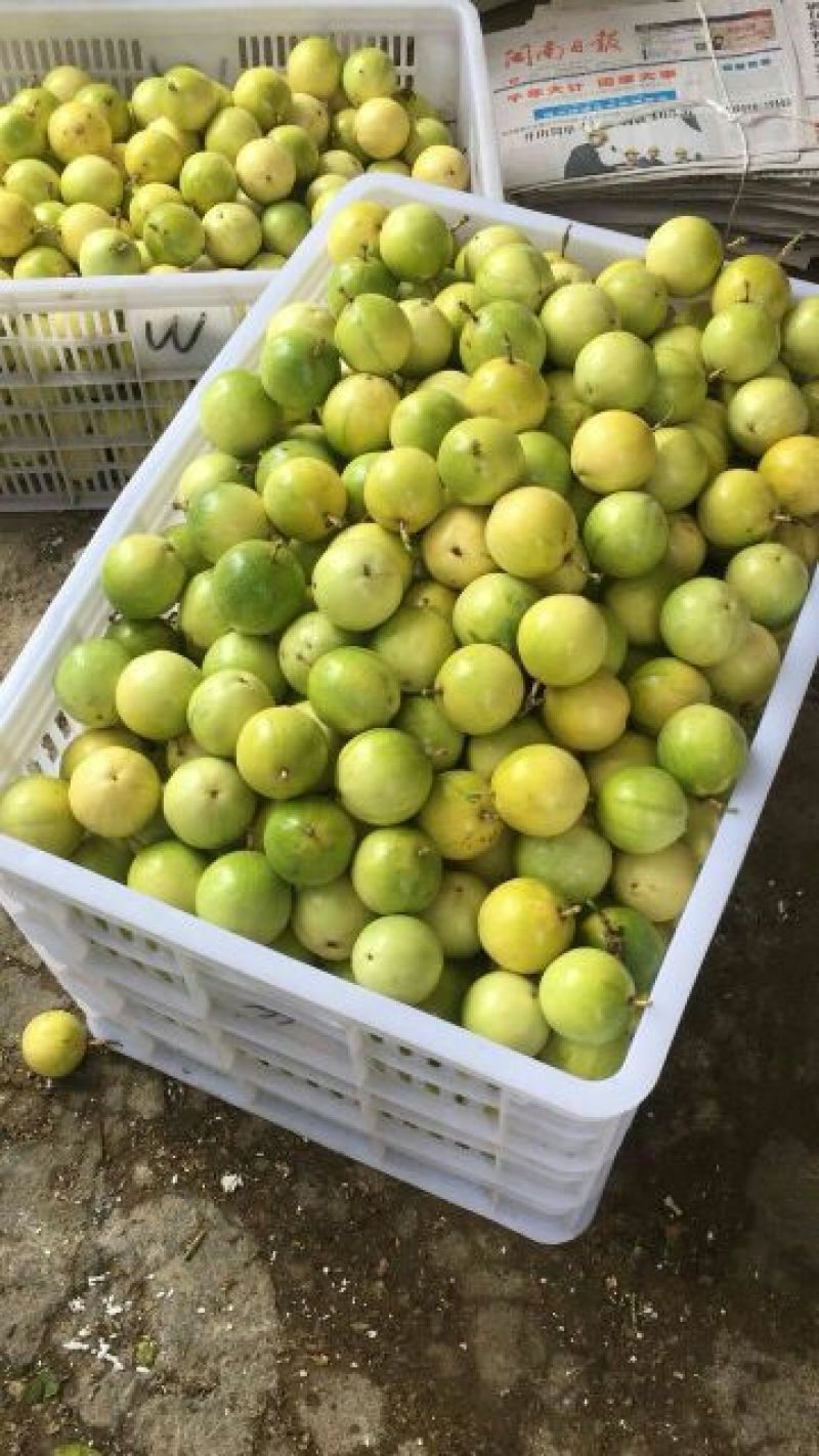 土楼黄金果鸡蛋果