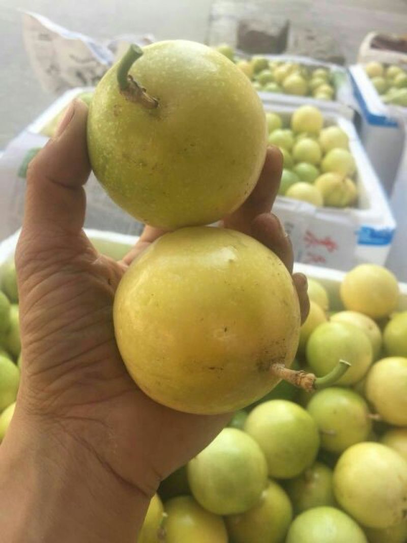 土楼黄金果鸡蛋果