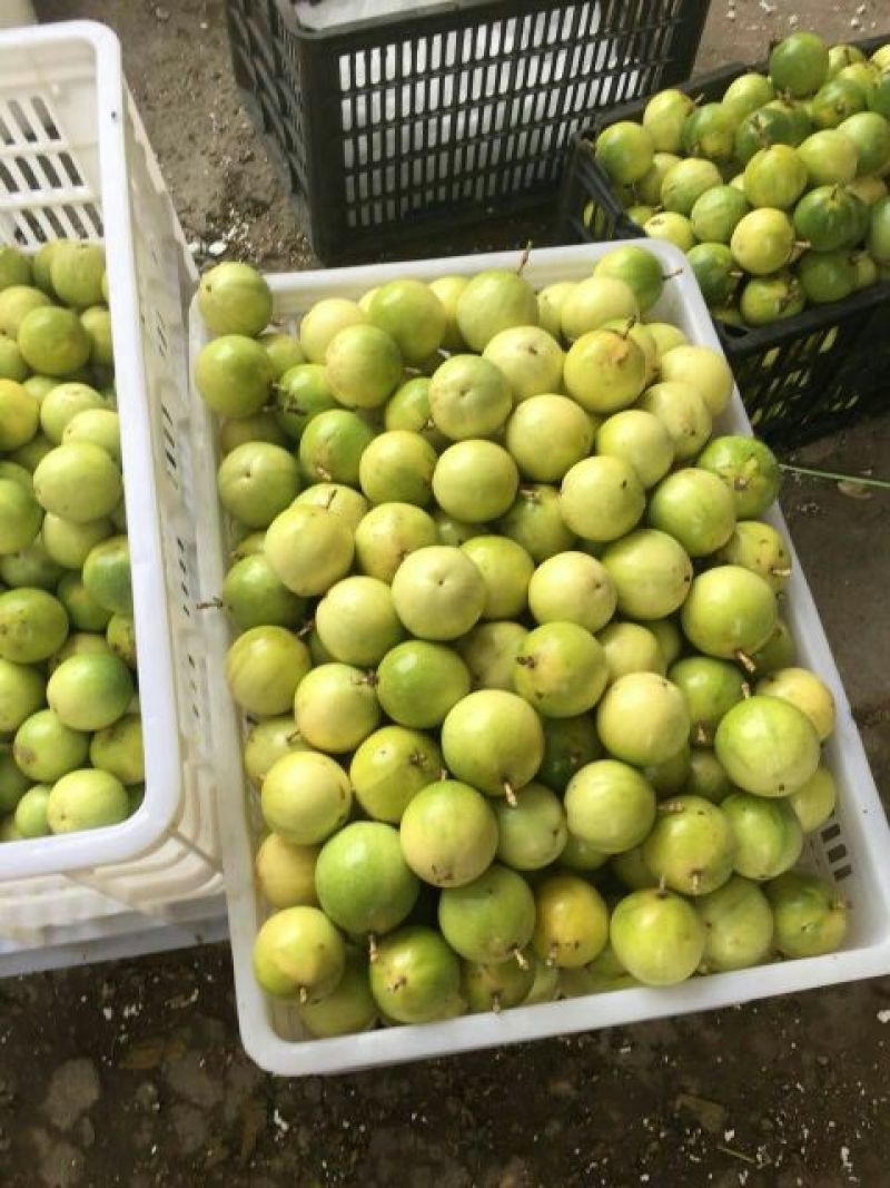 土楼黄金果鸡蛋果
