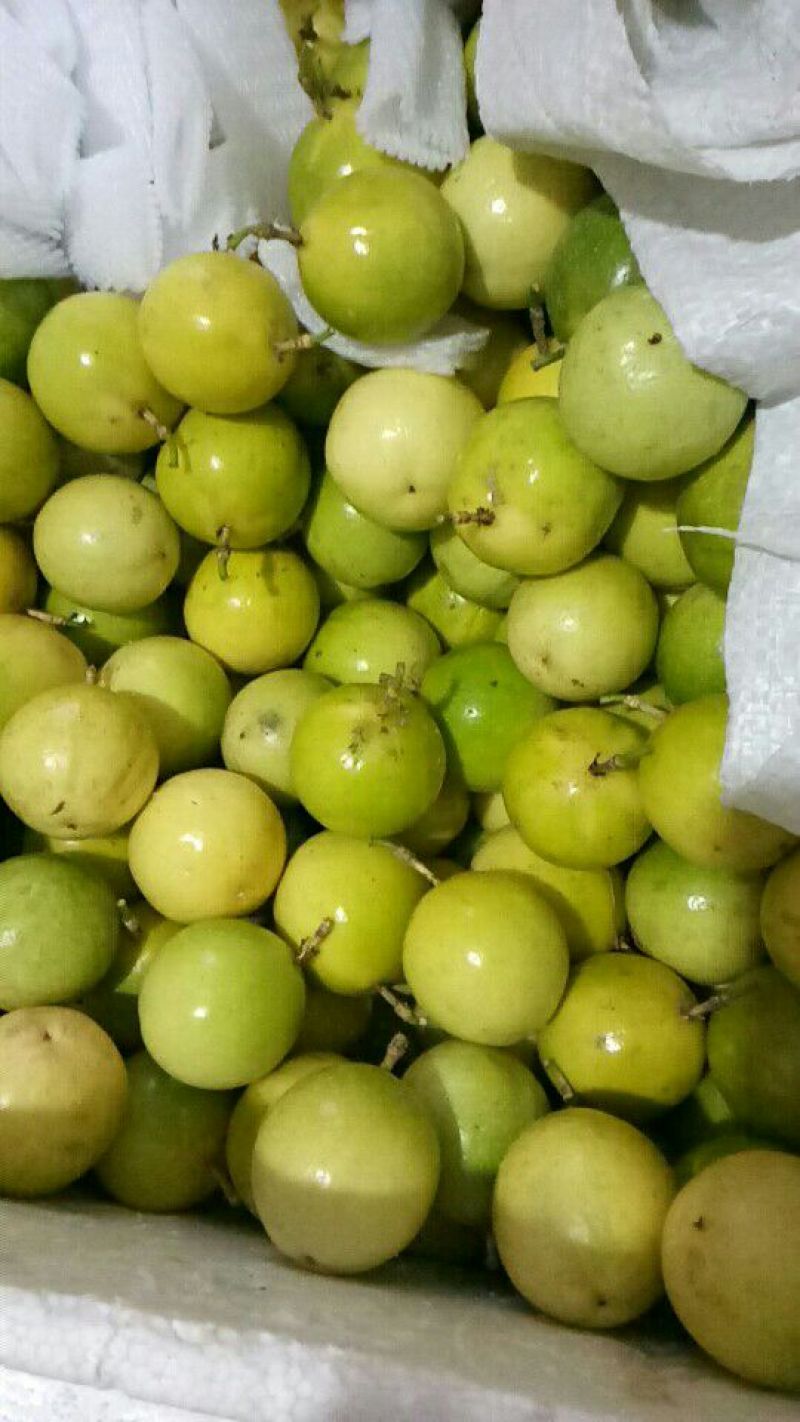 土楼黄金果鸡蛋果
