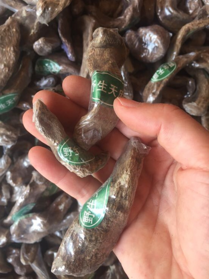 仿野生天麻小天麻小个