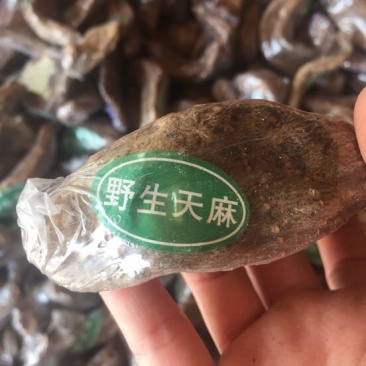 仿野生天麻小天麻小个
