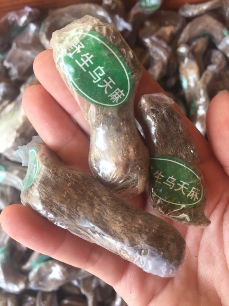 仿野生天麻小天麻小个