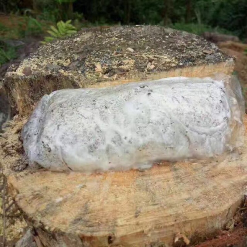 茯苓菌种栽培种