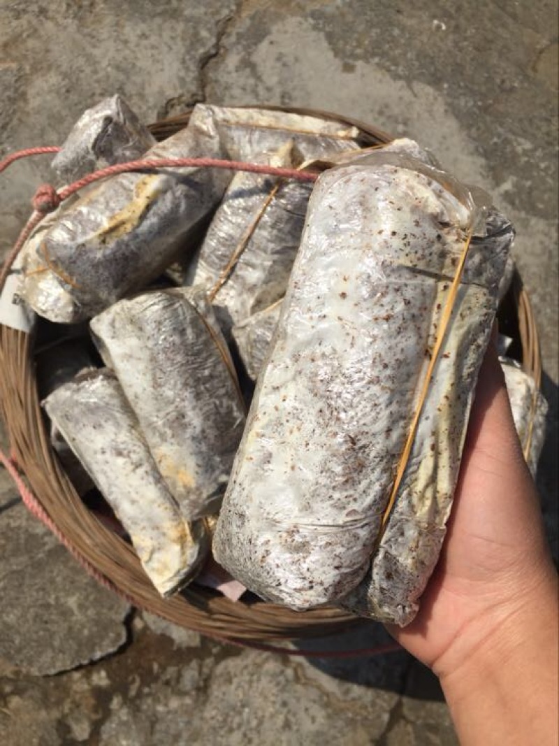 茯苓菌种栽培种