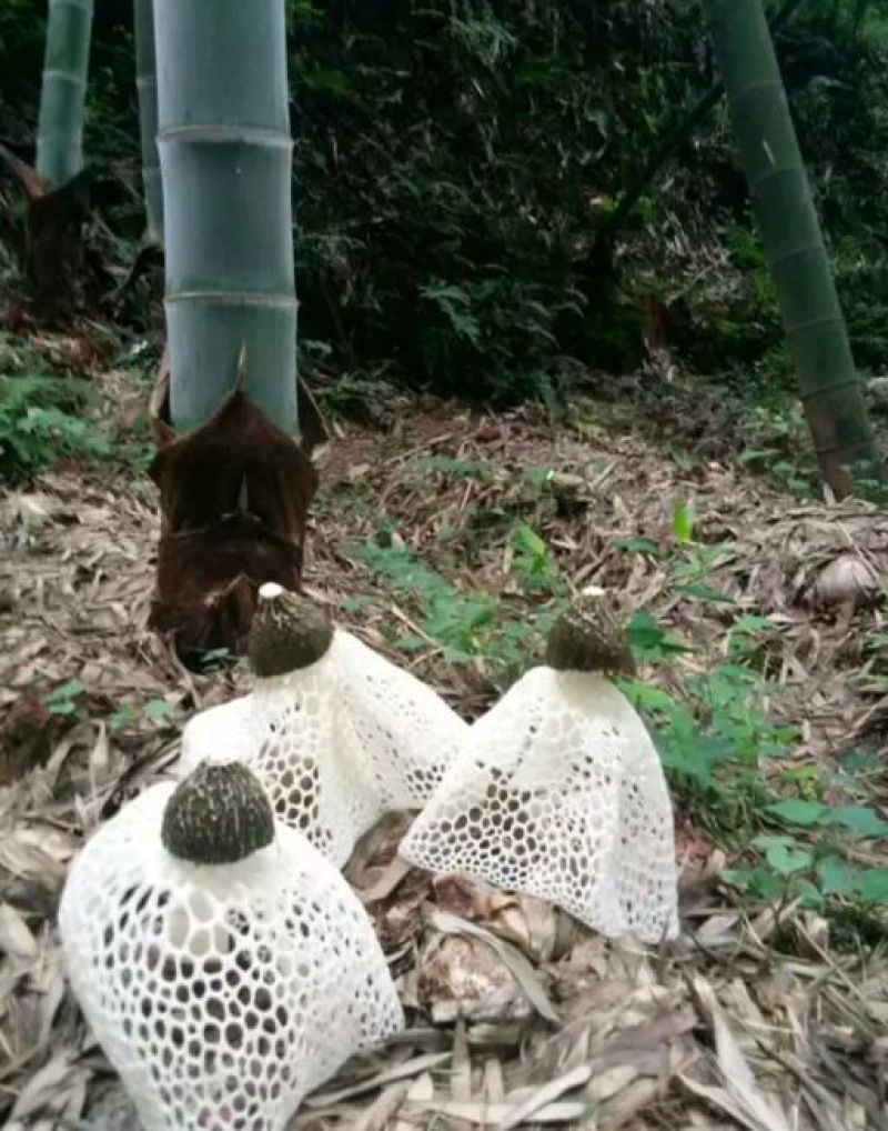 楠竹苗，毛竹苗，无纺布杯苗(库存50万)量大价优